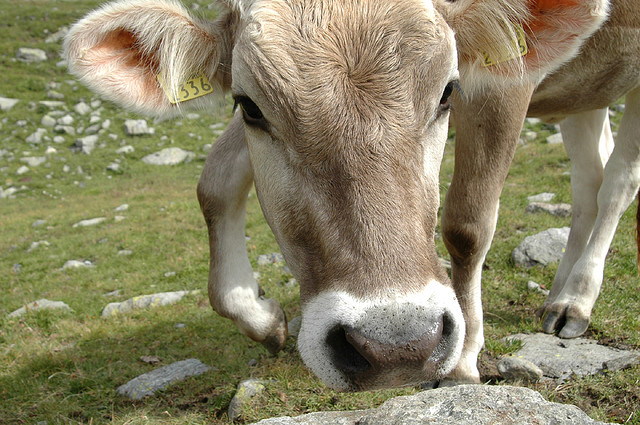 Cow in Switzerland